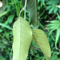 Shorea dyeri Thwaites ex Trimen